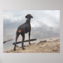 Search for dobermans posters Photography