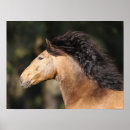 Search for lusitano posters Horses