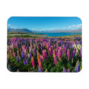 Search for new zealand magnets Landscape