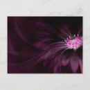 Search for flower petals postcards Abstract