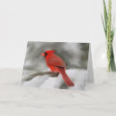 Search for winter scene cards Cardinals