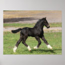 Search for foal posters Black