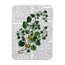 Search for squash magnets Vegetable