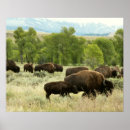 Search for digital bison posters Photography