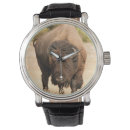 Search for focus watches Photography