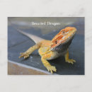 Search for bearded horizontal postcards Dragon