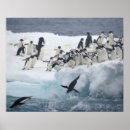 Search for antarctica posters Travel