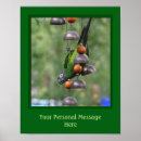 Search for conures posters Parrot