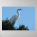 Search for egret posters Birdwatching