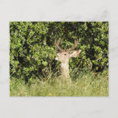 Search for buck mule deer postcards Animals