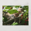 Search for mourning postcards Dove