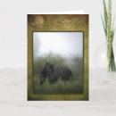 Search for black horse cards Equine