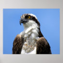 Search for osprey bird posters Animal