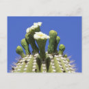 Search for sonora postcards Plant