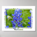 Search for texas bluebonnet Watercolor