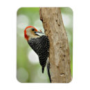 Search for watcher magnets Woodpecker