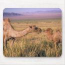 Search for deserted mouse mats Environment