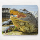 Search for gators mouse mats Crocodile