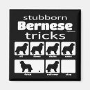 Search for bernese magnets Dogs