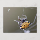 Search for spider postcards Wildlife