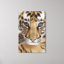 Search for cubs canvas prints Big cat