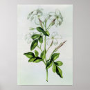 Search for jasmine flowers art Botanical