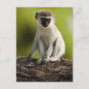 Search for omnivore Primate