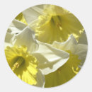 Search for spring daffodil stickers Cheerful