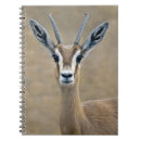 Search for antelope notebooks Animals