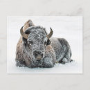 Search for mammal postcards Wildlife