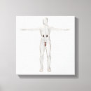 Search for penis art Testicle