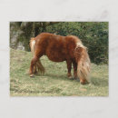 Search for ponies postcards Travel