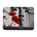 Search for red flowers magnets Photography
