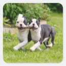 Search for boston terrier funny stickers Dog