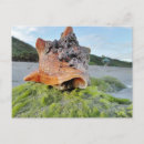 Search for mollusc postcards Ocean