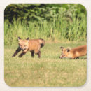 Search for fox coasters Mammal