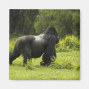 Search for mcdonald magnets Herbivore