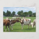 Search for dairy cow postcards Farm