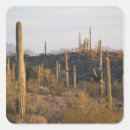 Search for sonoran desert stickers Arizona