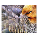 Search for cute duck posters Nature