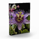 Search for enigmatic Purple