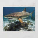 Search for blue shark postcards Underwater