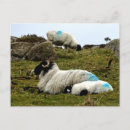 Search for sleeping baby postcards Animals