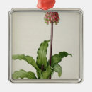 Search for capensis Flower