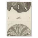 Search for echinoderms Illustration
