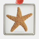Search for shell christmas tree decorations Starfish
