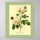 Search for bengal rose Roses