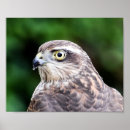 Search for hawk paintings posters Yellow