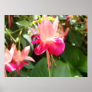 Search for fuschia posters Flower