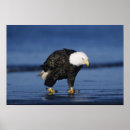 Search for balding posters Male
